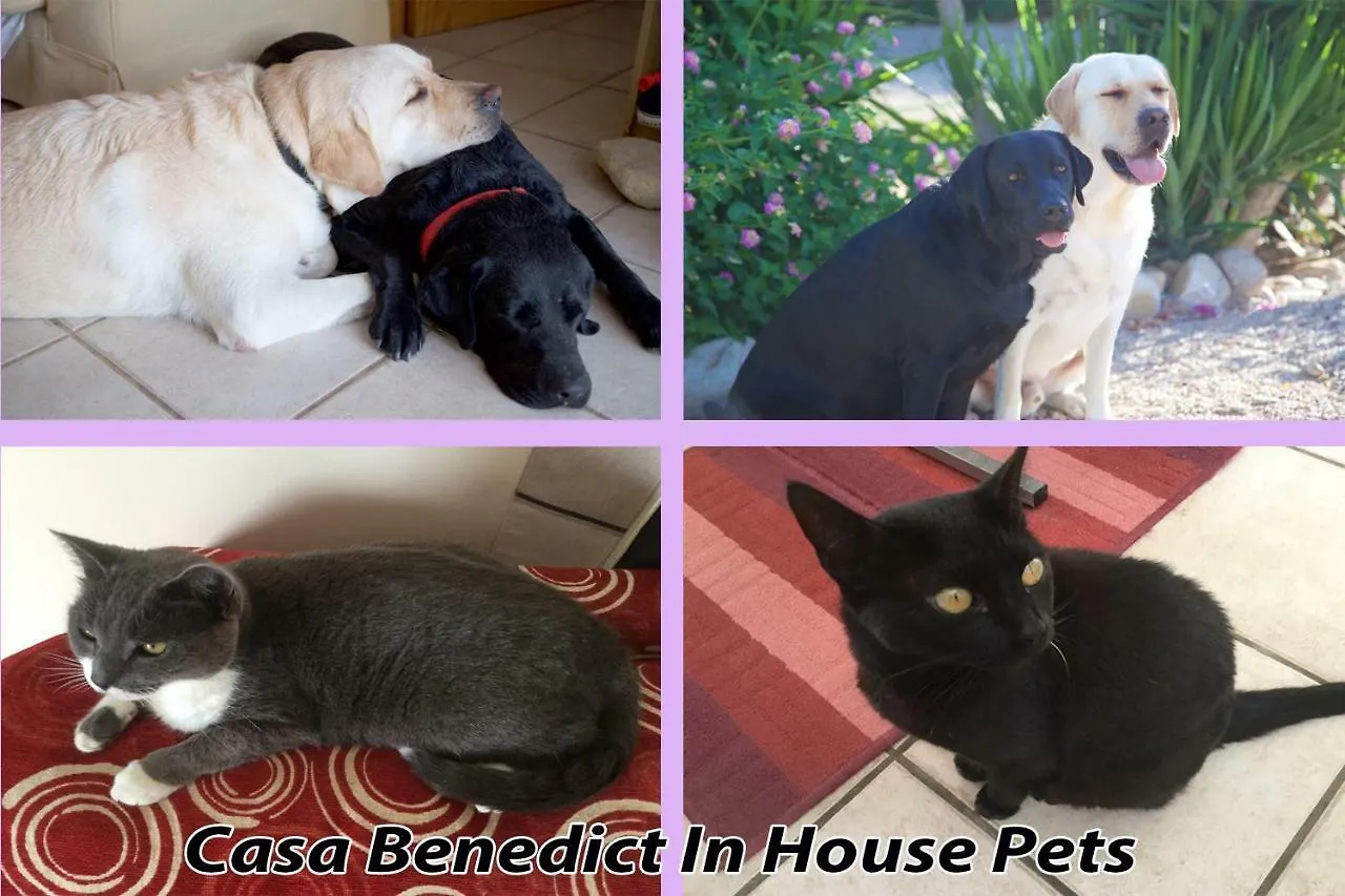 דירה מלון טורה Casa Benedict